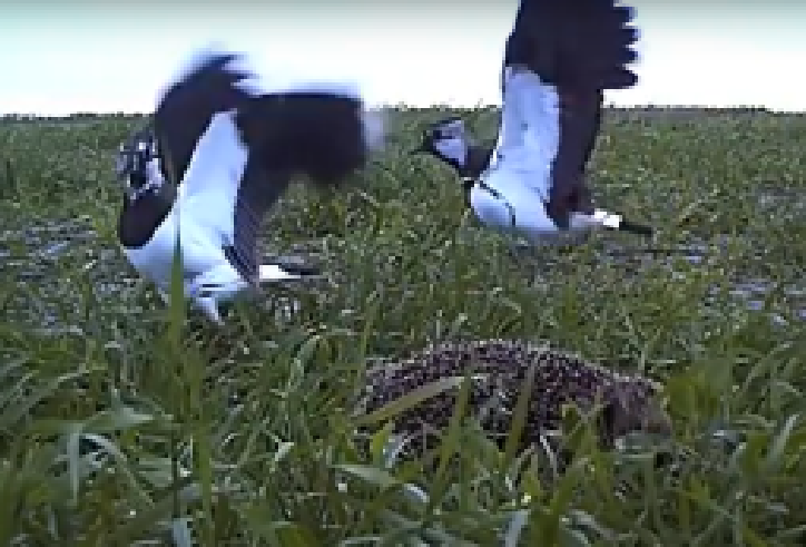 Lapwings try in vain to stop a hedgehog raiding their nest at Loch Bee