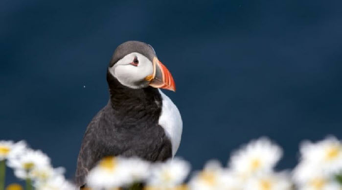 Puffin 