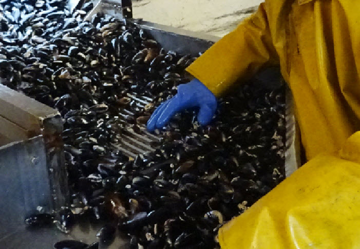 Mussels being harvested from the Hebrides 