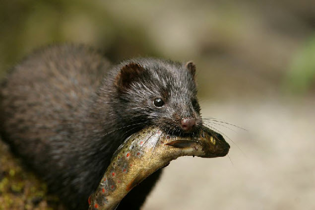Wild mink