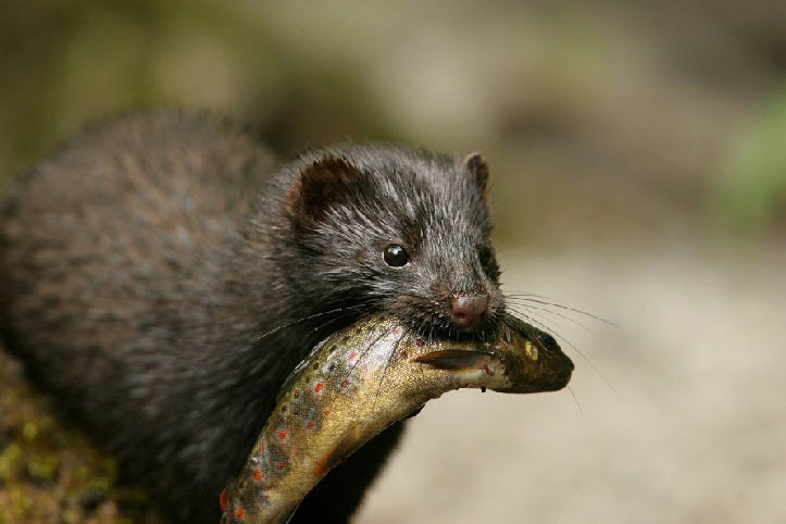Wild mink Wild mink